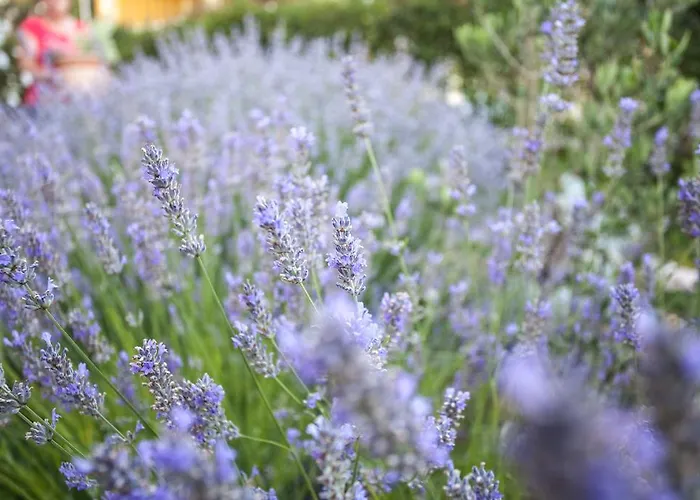 公寓 拉拉卢卡公寓酒店 扎达尔